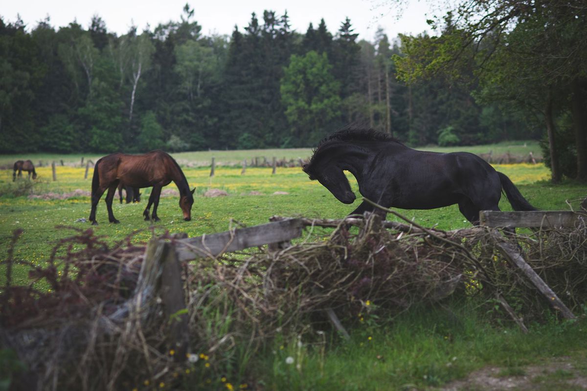 ogród / park, miejsca noclegowe